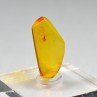 Ambre de la Baltique avec insecte
