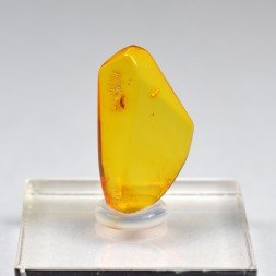 Ambre de la Baltique avec insecte