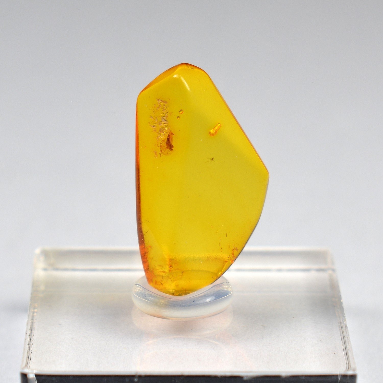 Ambre de la Baltique avec insecte