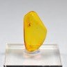Baltic Amber with Insect