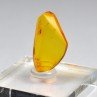 Baltic Amber with Insect