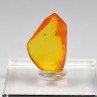 Ambre de la Baltique avec insecte