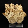 Aragonite - Imilchil, Maroc Aragonite - Imilchil, Maroc