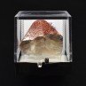 Quartz hématoïde – Guilers, Finistère, France