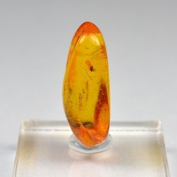 Baltic Amber with Insect Inclusion