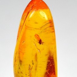 Baltic Amber with Insect Inclusion