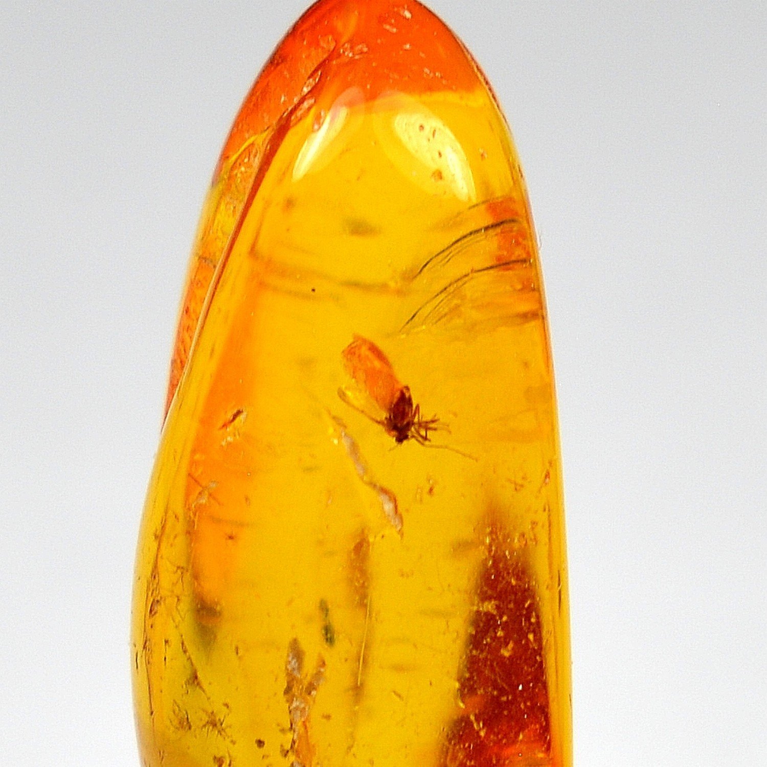 Baltic Amber with Insect Inclusion