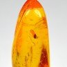 Baltic Amber with Insect Inclusion