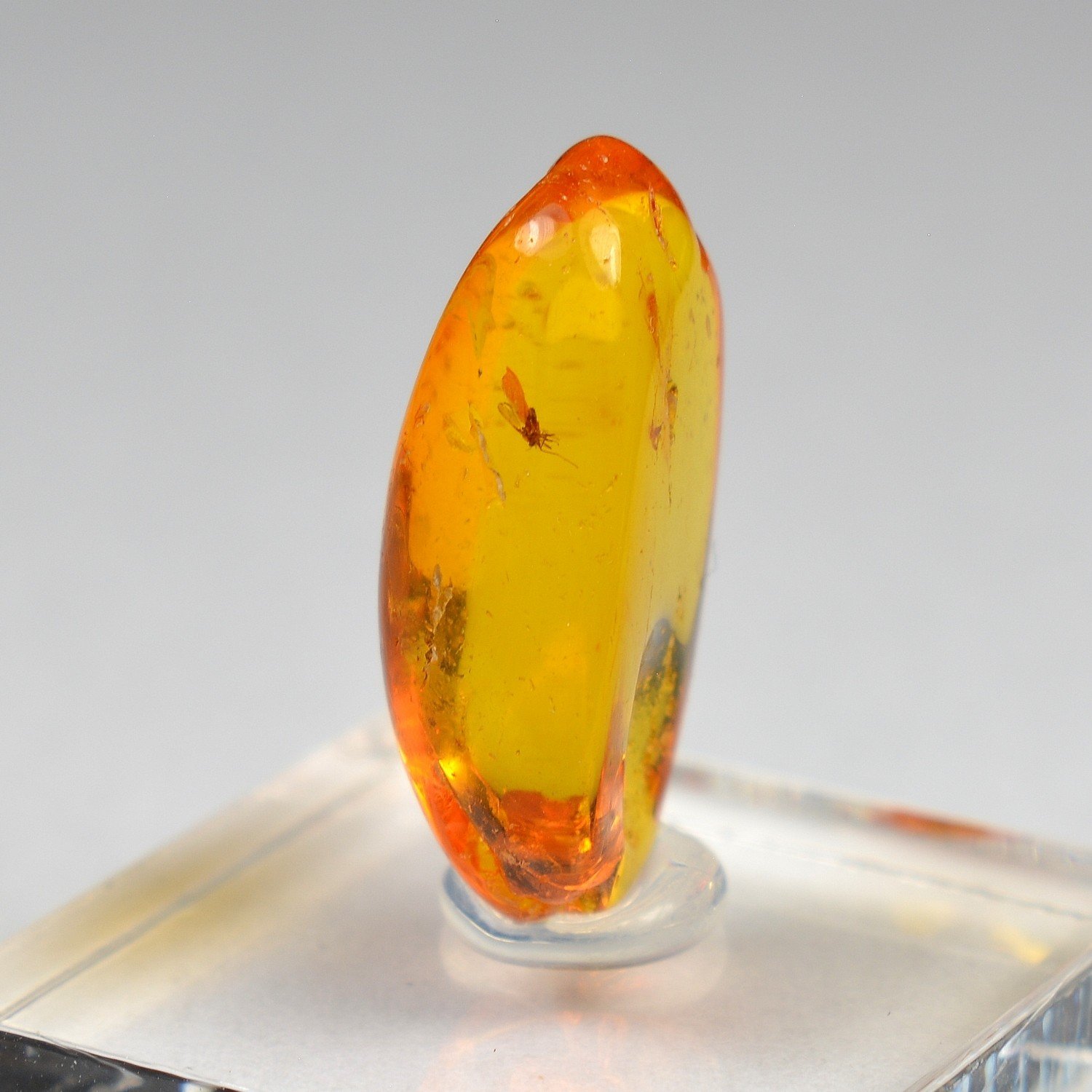 Baltic Amber with Insect Inclusion