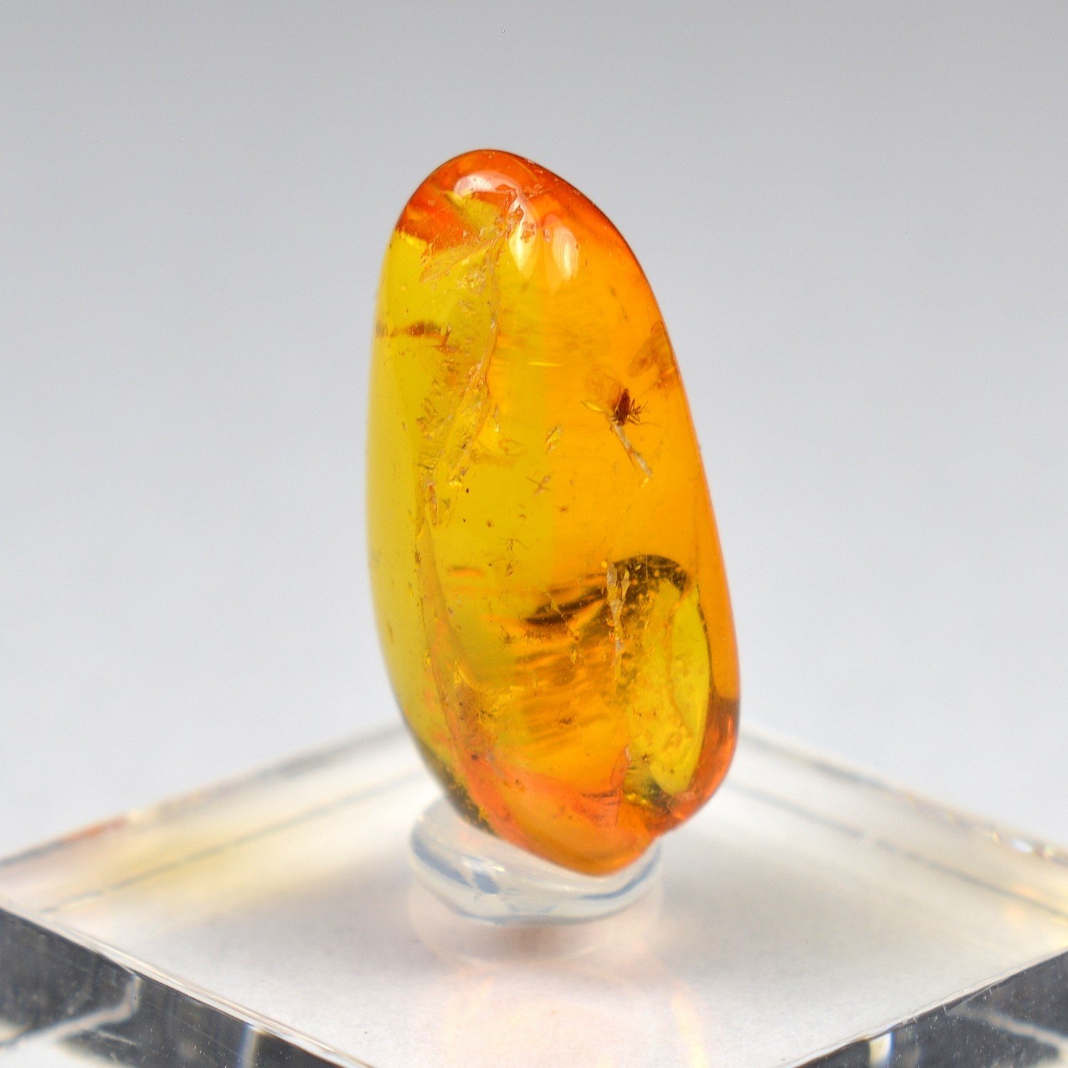 Baltic Amber with Insect Inclusion