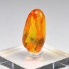 Baltic Amber with Insect Inclusion