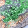 Torbernite - Entraygues, Aveyron, France