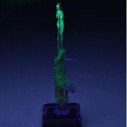 Rutile and opale hyalite - Novo Horizonte, Bahia, Brazil