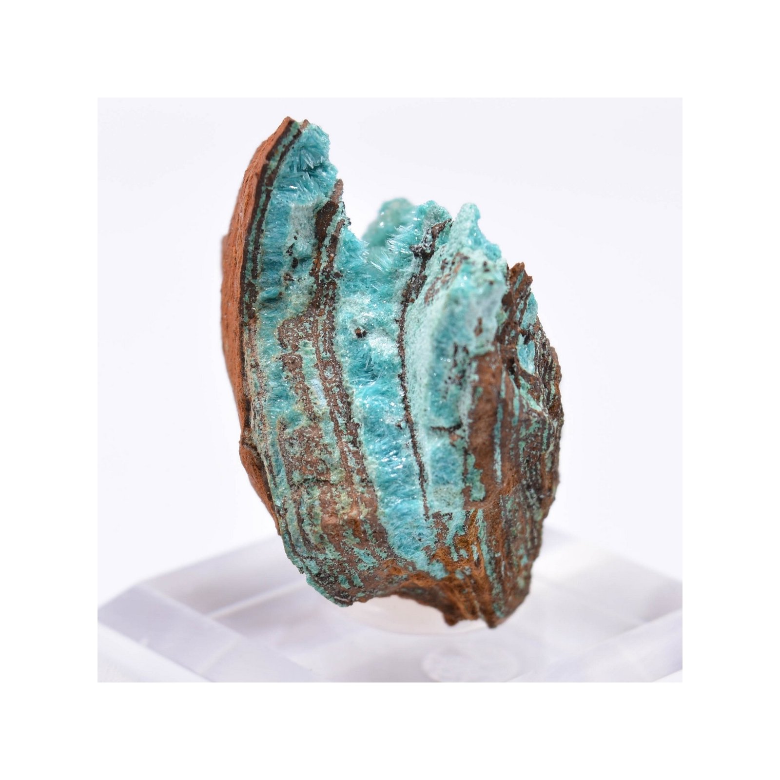 Aurichalcite - Mine Ojuela, Mapimi, Durango, Mexique