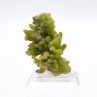 Pyromorphite - Mine Daoping, Gongchen, Guilin, Guangxi, Chine