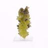 Pyromorphite - Mine Daoping, Gongchen, Guilin, Guangxi, Chine