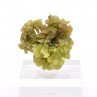 Pyromorphite - Mine Daoping, Gongchen, Guilin, Guangxi, Chine