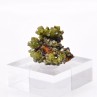 Pyromorphite - Mine Daoping, Gongchen, Guilin, Guangxi, Chine