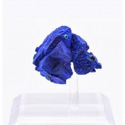 Azurite on tetrahedrite - Mine à Giraud (La Gardette), Isère, France