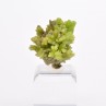 Pyromorphite - Mine Daoping, Gongchen, Guilin, Guangxi, Chine